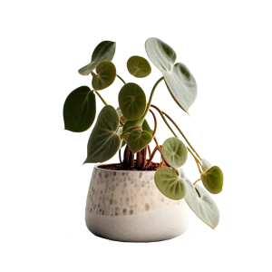 สายป่านดวงใจ