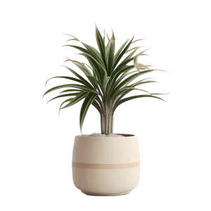 ต้นมังกรมาดากัสการ์