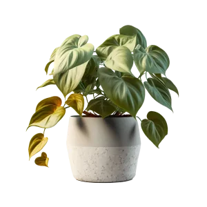 พลูด่าง