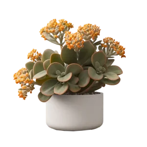 กุหลาบแพนด้า