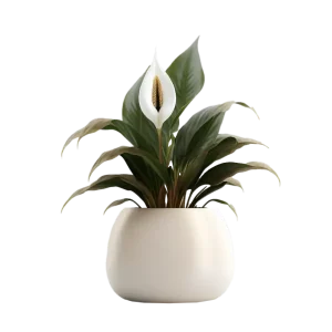 เดหลี กวักมงคล