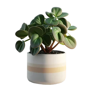 เปปเปอร์โรเมีย