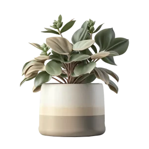 เฟินบลูใบริ้ว