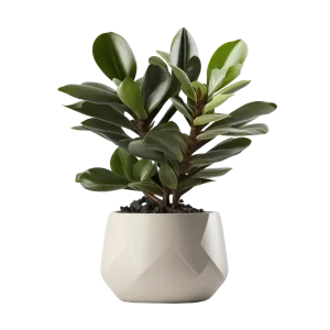 กวักมรกต